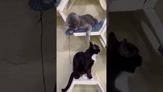 Florida - Verspielt &amp; kontaktfreudig 🤎 (ARK, Ukraine)