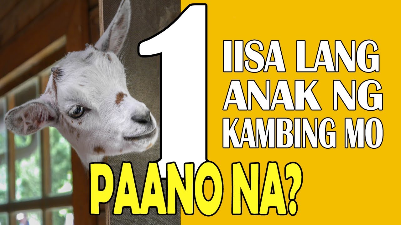 Ano magagawa mo kapag lagi na lang isa kung manganak ang kambing mo