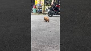 #dog #shorts #funny #dogs #pets
