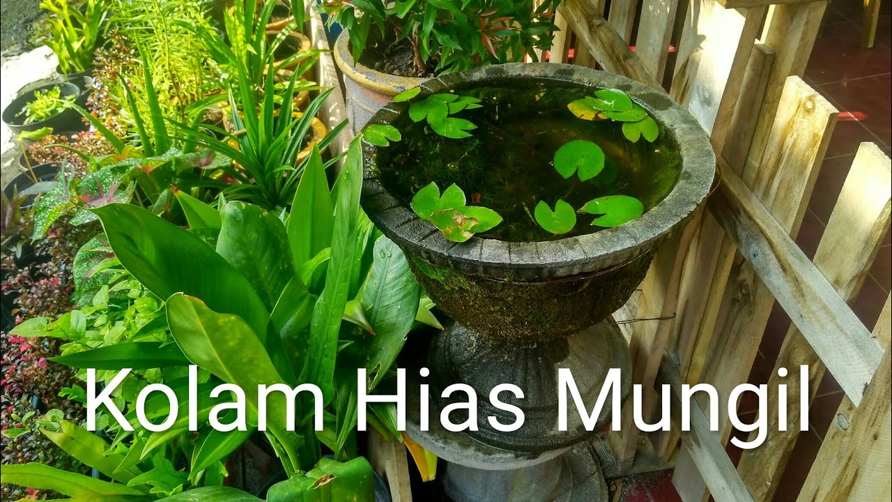 Kolam ikan hias  dari  Pot  Bunga  YouTube