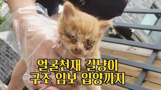 vlog/멍삼이네/길냥이구조/ 얼굴천재 길고양이 입양보내기