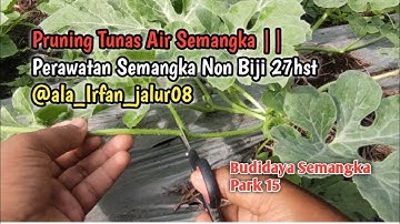 Thumbnail of Pruning Tunas Air Semangka || Perawatan Semangka Non Biji 27hst