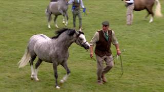Merlod Cymreig - Ebol Tair | Welsh Ponies - Colt 3yr old