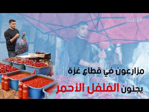مزارعون في قطاع غزة يجنون الفلفل الأحمر