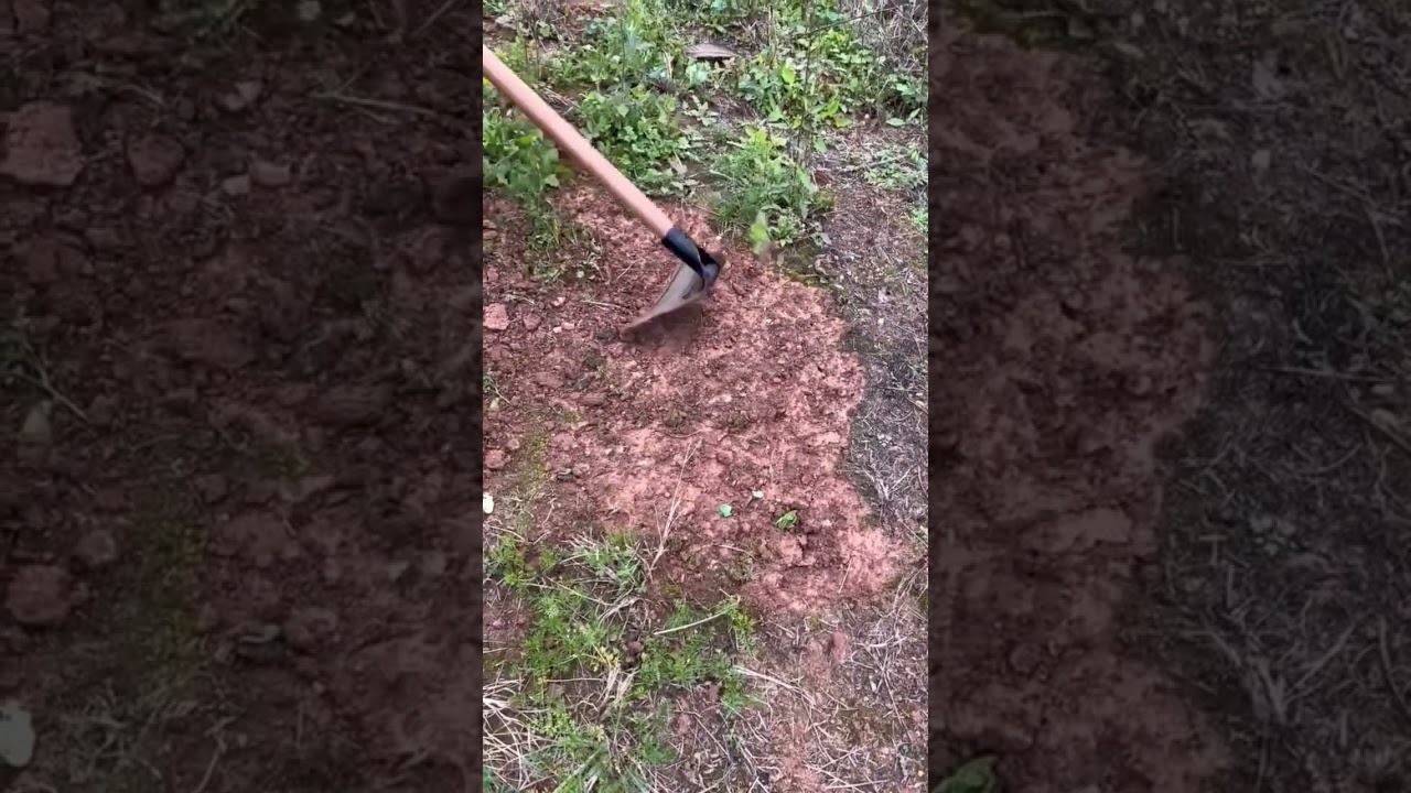 cangkul cocok untuk membersihkan rumput liar 