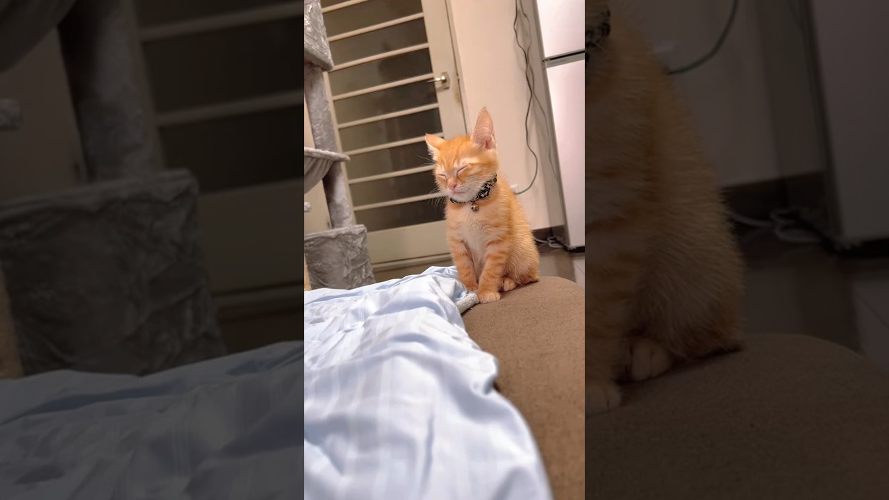 Sleepy kitten 💤 #cute #meow #usa #catslovers #catsof #kittens #sleeping