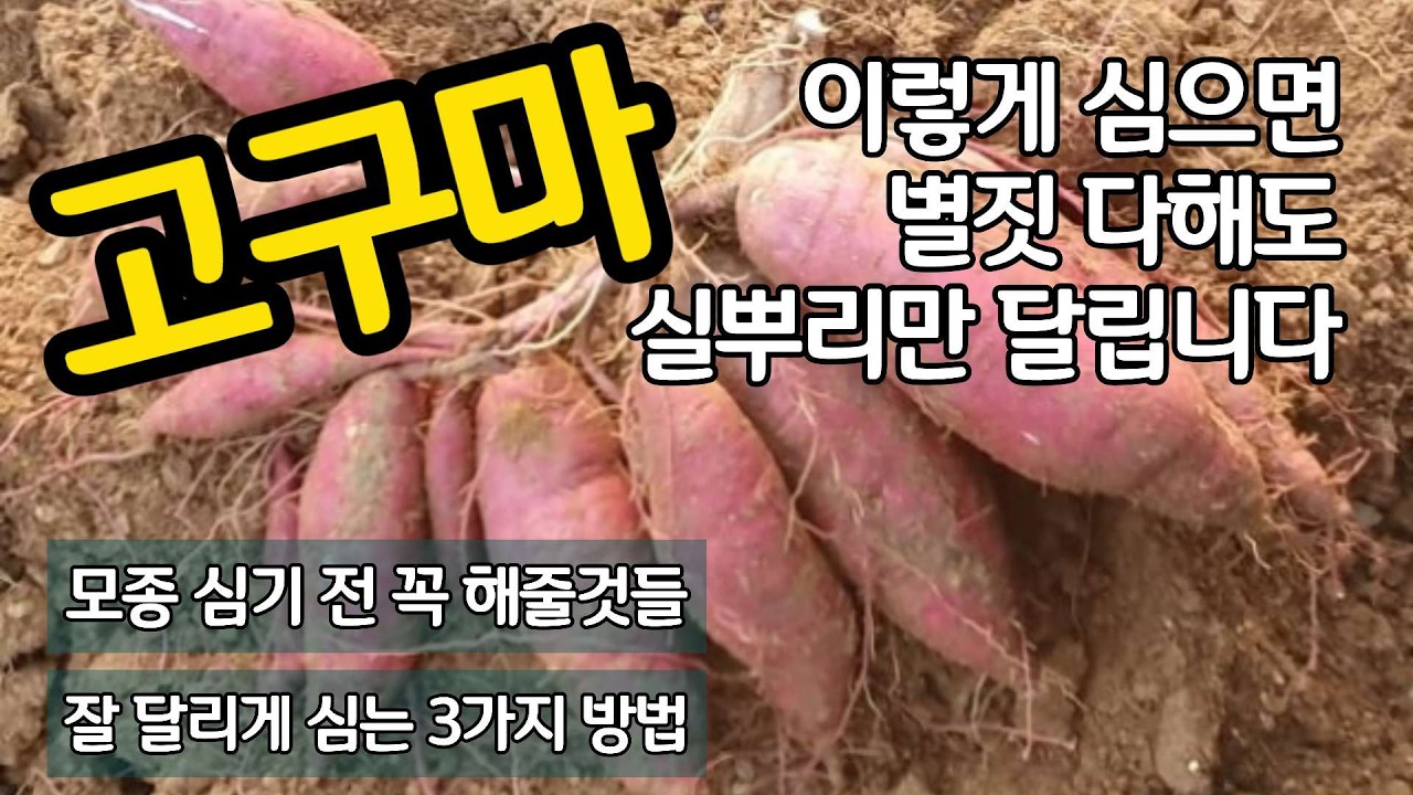 고구마 이렇게 심으면 별짓 다해도 실뿌리만 달립니다. 주렁주렁 달고 싶다면 꼭 알아야 할 일들을 몽땅 정리했습니다.