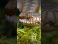 5 criaturas que viven en el lugar más caliente de la Tierra