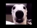 Andamos Friasos