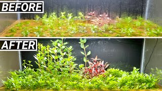 The Dry Start Method Aquarium - Incredibly Easy Results! (Extra Tip) by Aquarium Plant Lab 20,741 views 1 year ago 4 minutes, 36 seconds