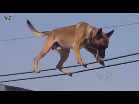 Belgian Malinois, Amazing Athlete!!! Amazing tricks Belgian Malinois\прыжки малинуа, трюки малинуа