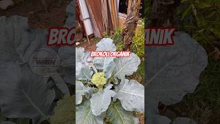 Brokoli organik #berkebun #garden #pertanian #brokoli #short #viral #sayuran #fypシ