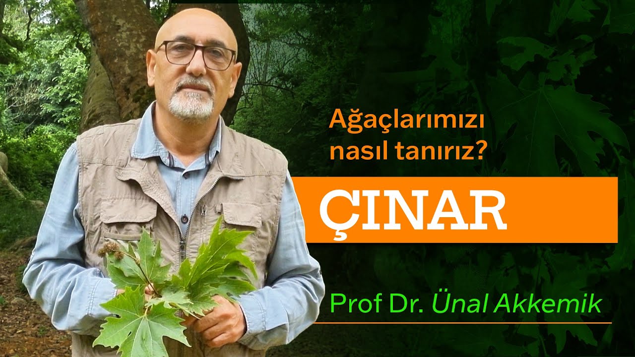 Ağaçlarımızı nasıl tanırız? - ÇINAR