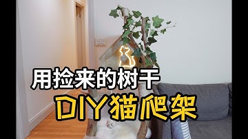 商店卖的猫爬架太丑？好看的太贵？不如自己动手用树干做一个猫爬架吧！DIY cat tree with real wood! [ENG Sub]