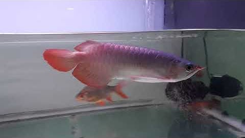 Huyết long bơi chúi đầu (bể bong bóng,táp ko khí)