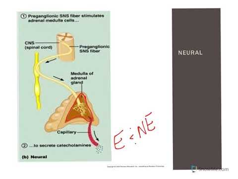 Introduction to the Endocrine System Part 2 - YouTube