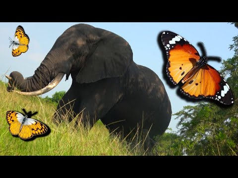 African Elephant close encounter & WILD Butterfly SAFARI in Uganda! [Kasenyi Plains]