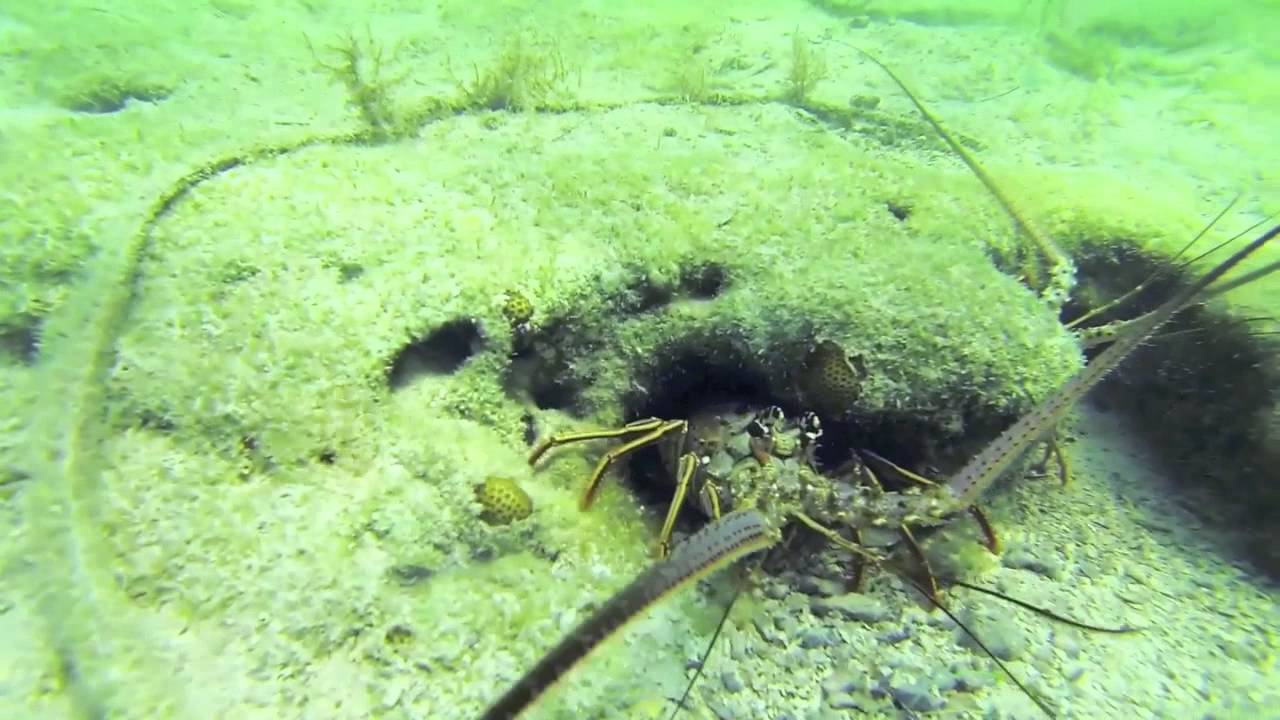 Key West Lobsters YouTube