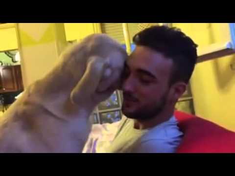 Dog is incredibly sorry and just wants a cuddle