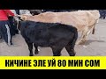 Базар да ЭНЕ Бала Уйлар Кымбатко! Куршаб Мал базары!