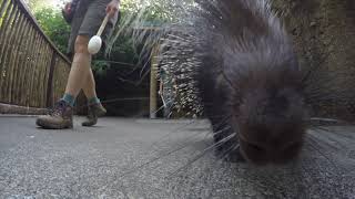 Walking The Porcupines