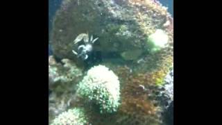 Video Thumbnail for My porcelain crab
