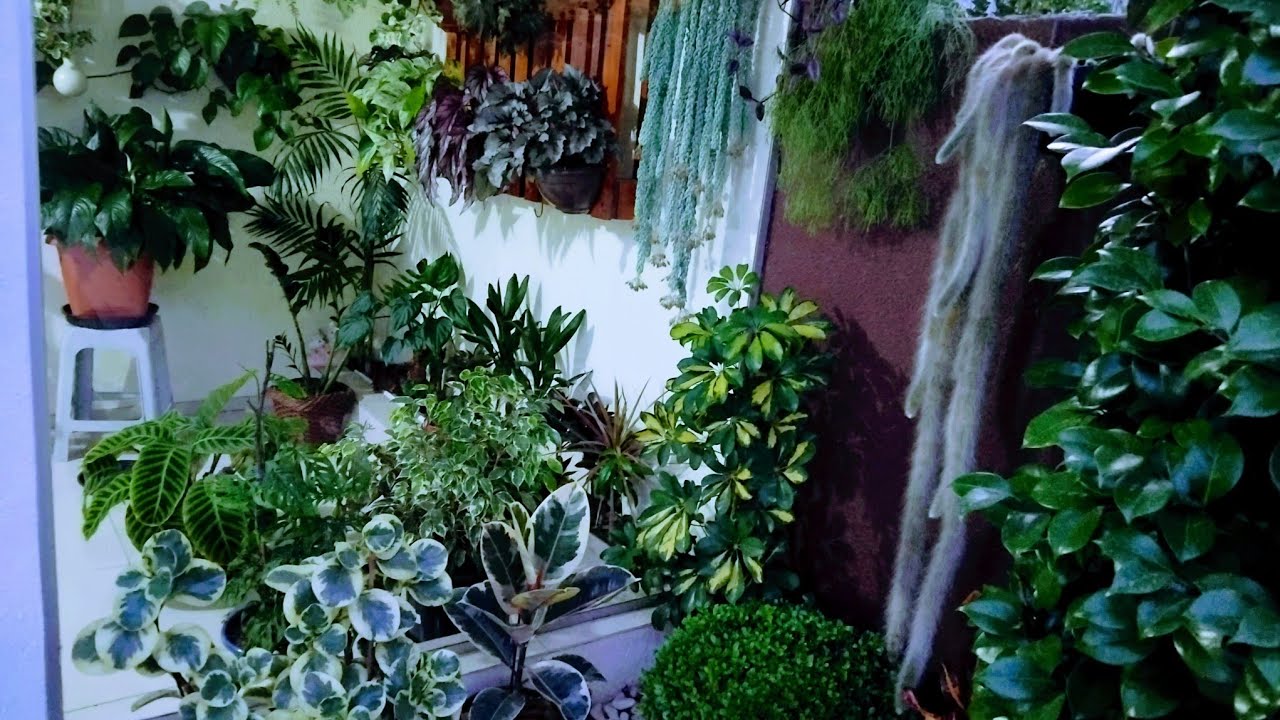 Atualizando o cantinho mais lindo do meu jardim lindas plantas de sombra 🪴🌿