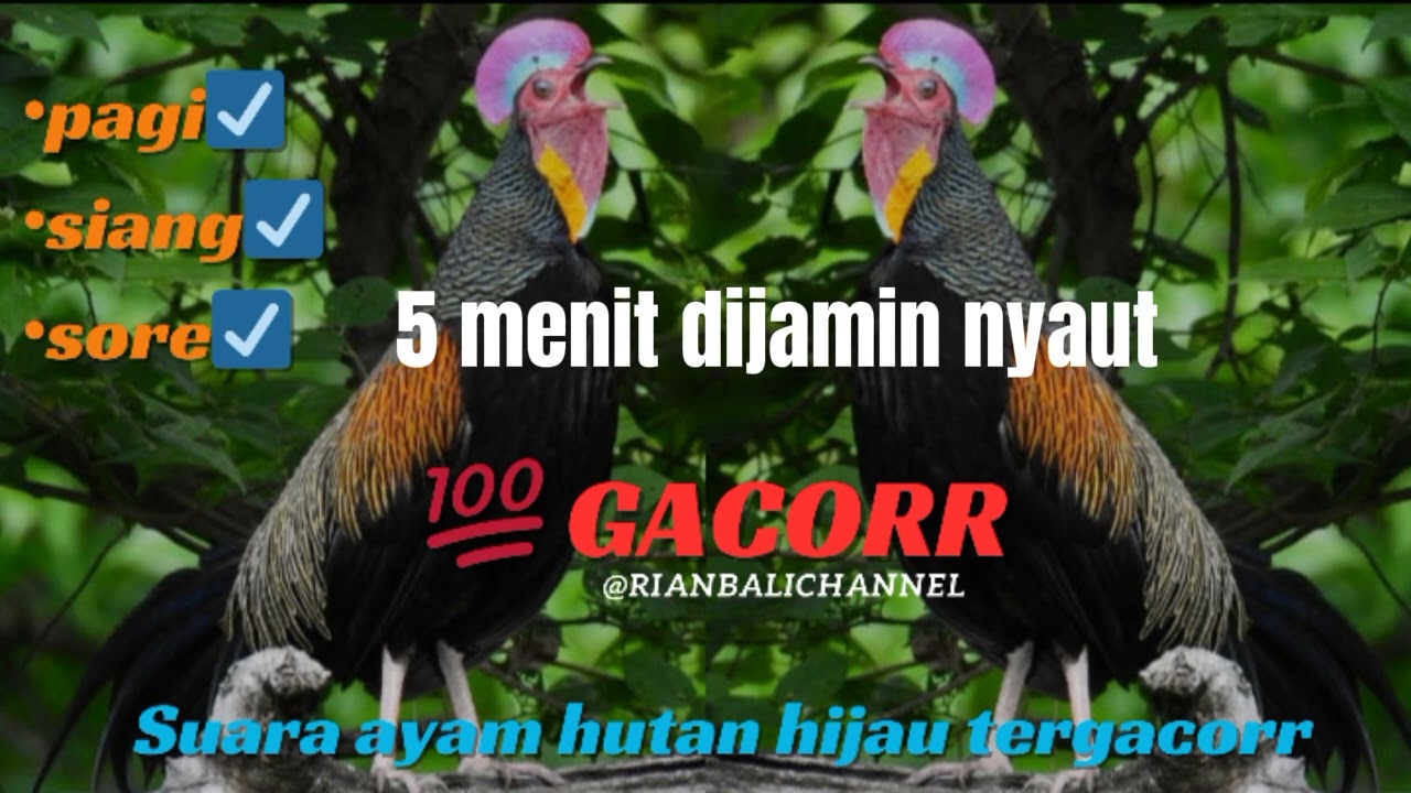 suara ayam hutan jantan tergacor || 5menit langsung nyaut💯‼️