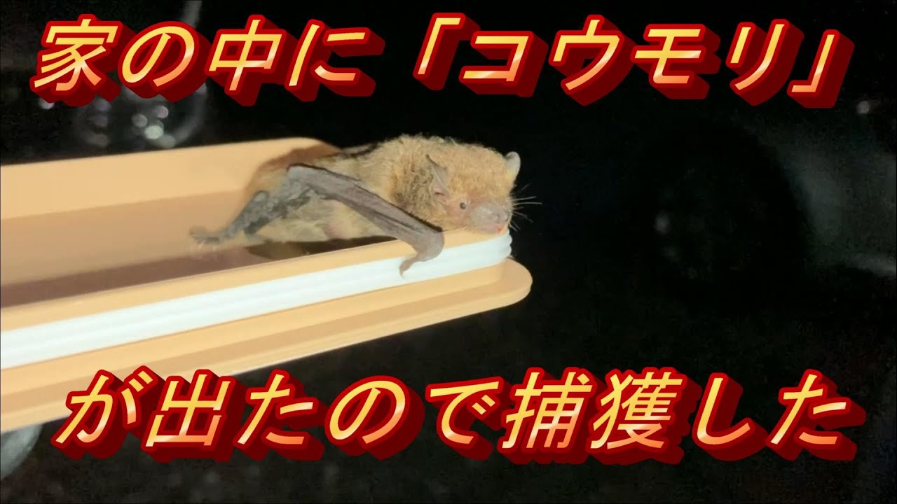 突然コウモリに襲撃されたので捕獲した Youtube