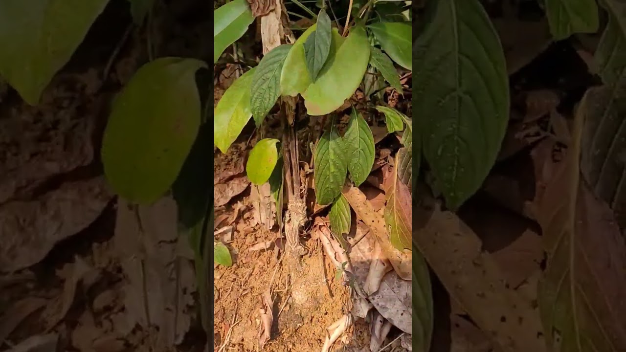 Neelambari - Eranthemum pulchellum