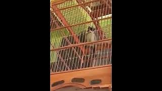 Samyong gacor nembak rapat