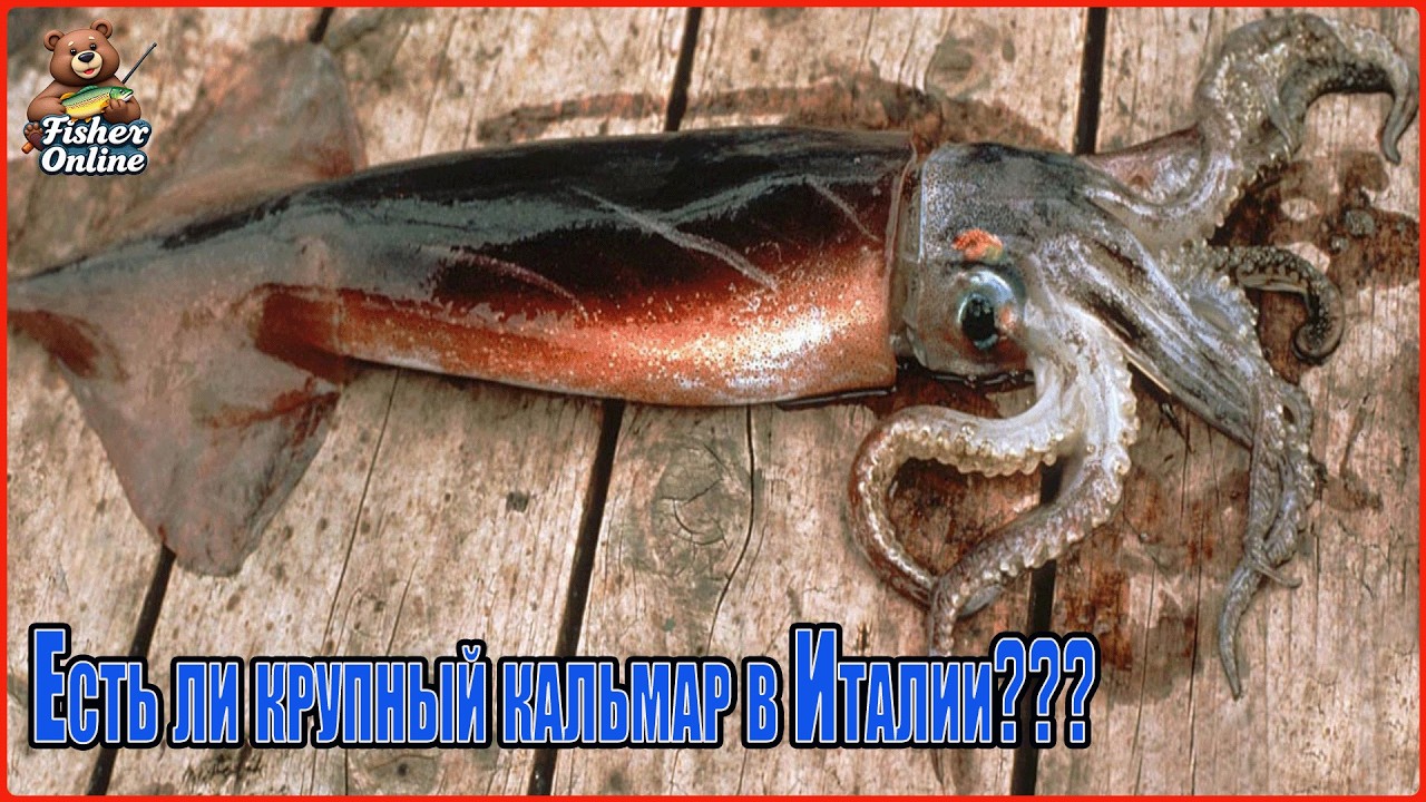 Fisher Online🐟«Есть ли жизнь на Марсе?»🐟Общение