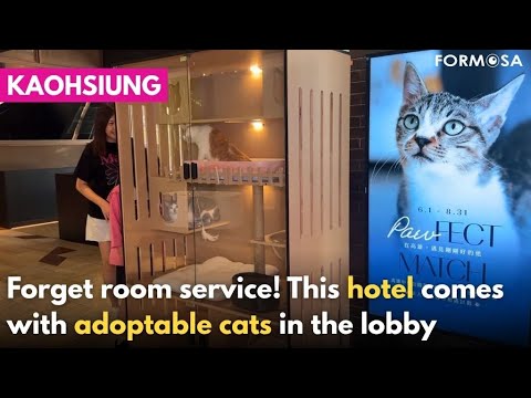 Kaohsiung hotel keeps adoptable cats in lobby to help find homes｜Taiwan News
