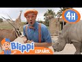 ¡Conoce estos animales increibles! | Blippi Español | Videos educativos para niños | Aprende y Juega
