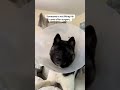 Surgery blues #akitaworld #puppy #pets #dogmom #foryou #cutedog #surgery