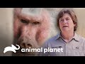 Momento de tensão e ciúmes entre os babuínos | O Zoológico de San Diego | Animal Planet Brasil