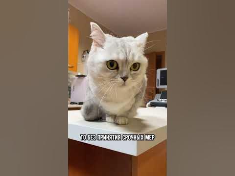 Как определить, что у кошки обезвоживание #коты #кот #кошка - YouTube