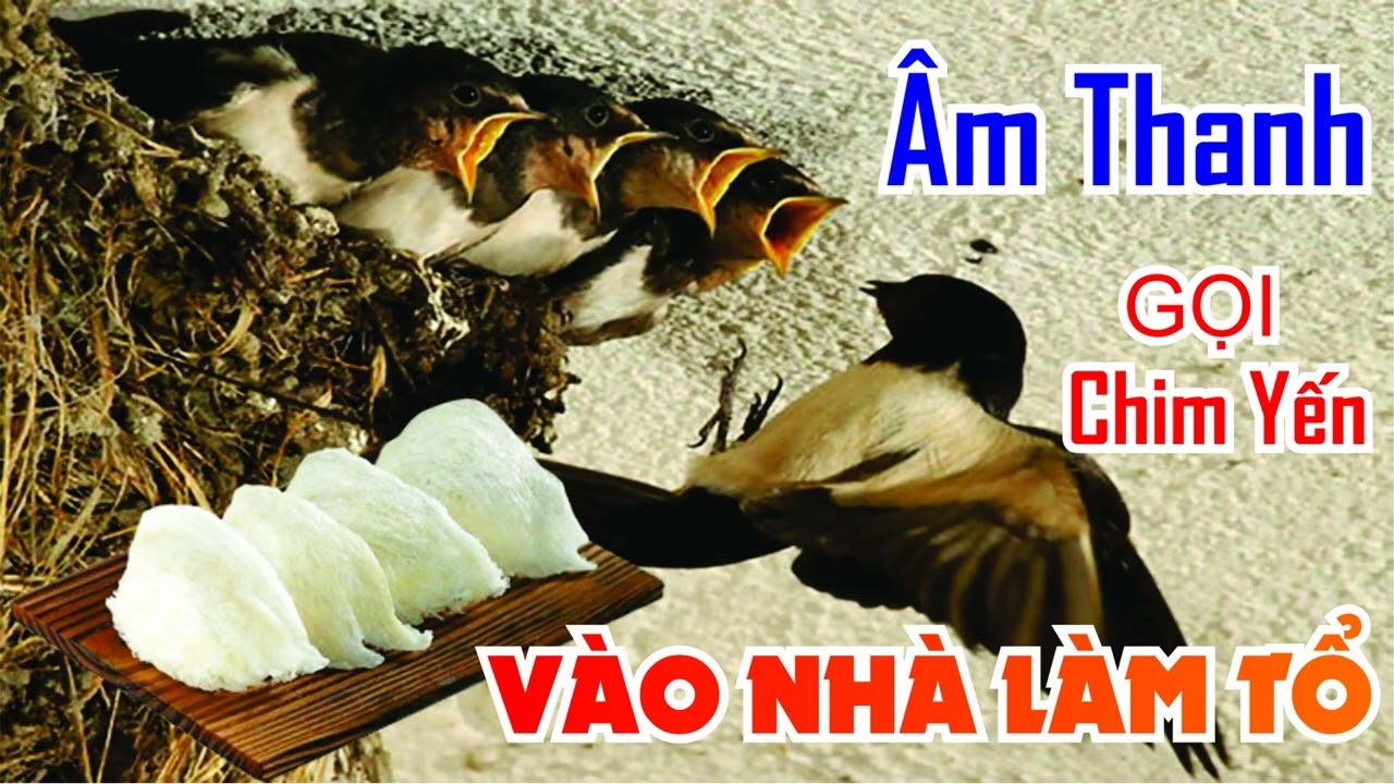 Tiếng chim YẾN gọi đàn vào nhà làm tổ cực chuẩn |nguyễn phạm channel