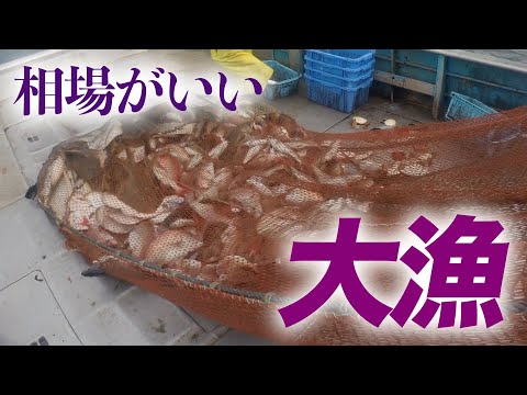 【底引網漁】漁果の割に想像以上の相場に...！！！？