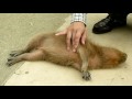 ツボを撫でられヘブン状態の仔カピバラ