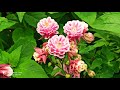 2021- Необыкновенная музыка Сергея Чекалина и мои самые красивые цветы мая - аквилегии или водосбор.