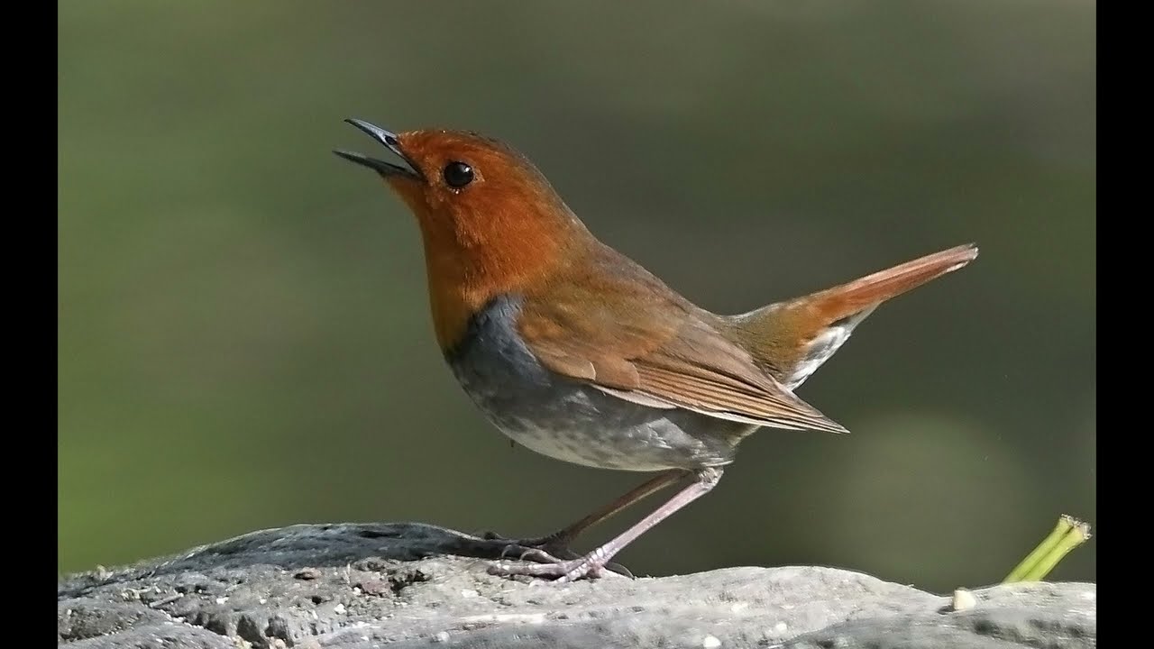 木彫りの鳥　コマドリの囀り 木彫りの鳥 コマドリの囀り