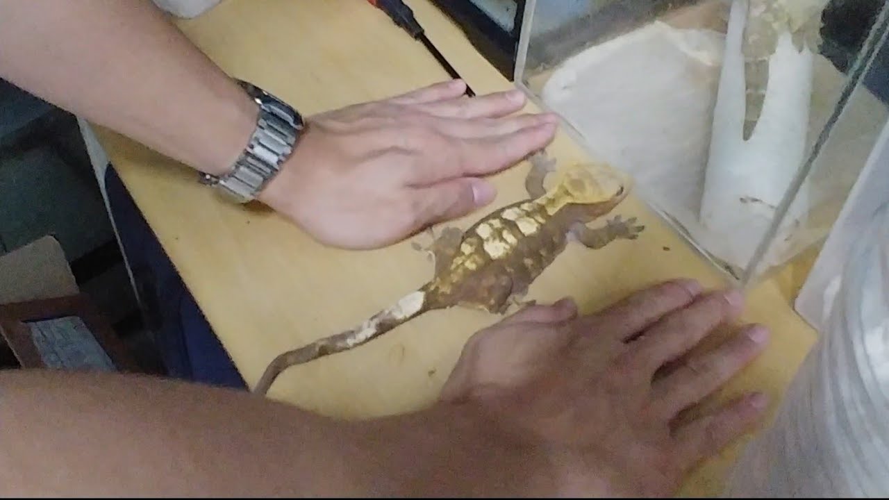 더쥬농장)괴물같은 도마뱀을 데리고 찾아온사나이