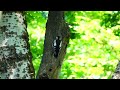 大斑啄木鳥啄木 2023.06.18 波蘭 克拉克夫  城市公園