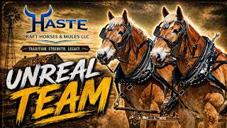 “These Belgian Geldings Are Almost TOO Good… See Why”