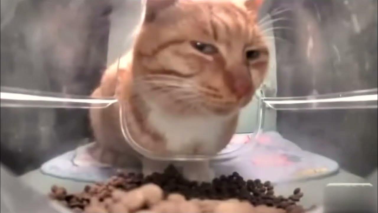 mr-fresh-cat-meme-template-youtube
