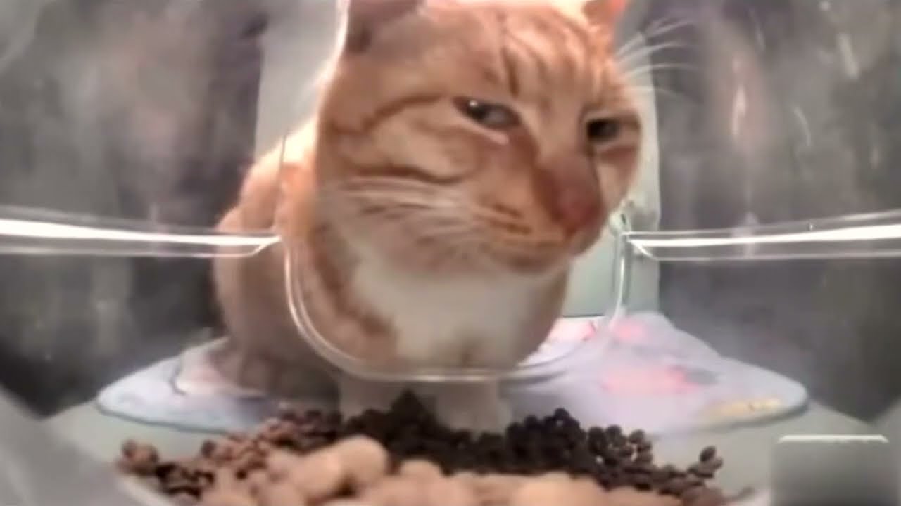 Mr Fresh Cat Meme Template YouTube Mr Fresh Cat Meme Template YouTube