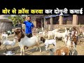               boer goat farming in india