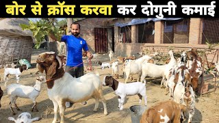 बोर से देसी और बराबरी का क्रॉस करवा के दुगनी कमाई करता हूं | Boer goat farming in india