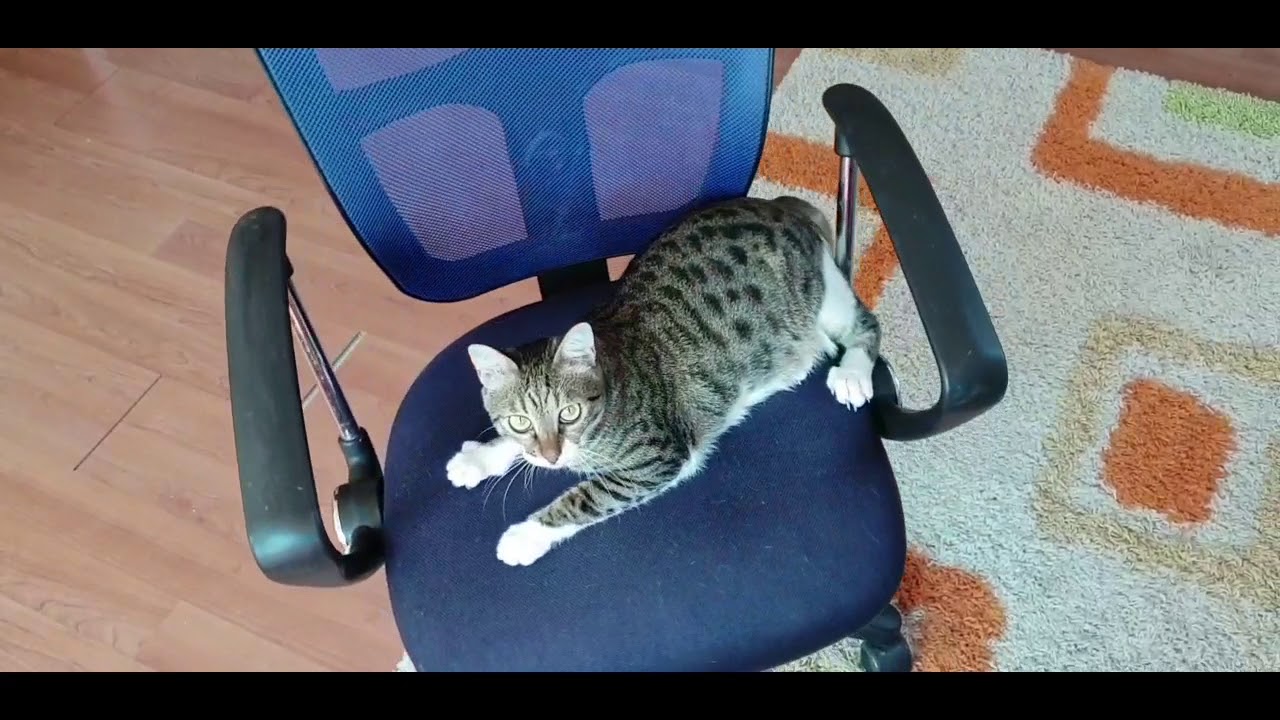 Sandalyeyle Oynayan Kedi YouTube